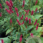 Persicaria amplexicaulis 'Summer Dance' GM P9