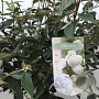 Viburnum 'Eskimo' 50-60 cm 10L