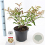 Viburnum hillieri 'Winton' 25-30 cm 3,0L