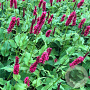 Persicaria a. 'Fat Domino' GM P9