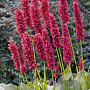 Persicaria a. 'Fat Domino' GM P9
