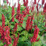 Persicaria a. 'JS Caliente' GM P9