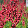 Persicaria a. 'JS Caliente' GM P9