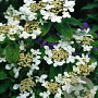 Viburnum plicatum 150-175 cm 35L meerstammig