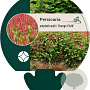 Persicaria a. 'Orangofield' GM P9