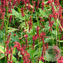 Persicaria a. 'Red Baron' GM P9