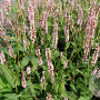 Persicaria a. 'Rosea' GM P9