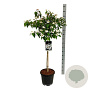 Viburnum plic. 'Watanabe' 80 cm stam 15L