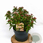 Viburnum tin. 'Eve Price' 40-50 cm 5,0L