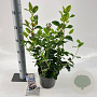 Viburnum tin. Lisarose 30-40 cm 3,0L