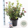 Viburnum tin. Lisarose 35-45 cm 5,0L