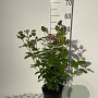 Viburnum tin. Lisarose 40-50 cm 3,0L