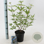 Vitex agnus-castus 30-35 cm 2,0L