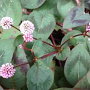 Persicaria capitata GM P9