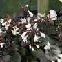 Weigela Ebony and Ivory 100-125 cm 40L struik