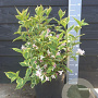Weigela 'Nana Variegata' 40-50 cm 7,5L