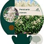 Persicaria polymorpha GM P9