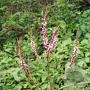Persicaria vacciniifolia GM P9