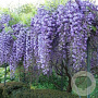 Wisteria flor. 'Violacea Plena' 150-175 cm vierkant rond 5,5L