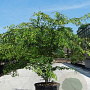 Zelkova serrata 150-175 cm 40L meerstammig