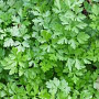 Petroselinum crispum GM P9