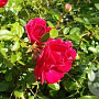 Rosa (K) 'Crimson Shower' 150-175 cm vierkant rond 5,5L