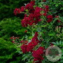 Rosa Perennial Red Domino 150-175 cm vierkant rond 5,5L