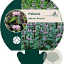 Phlomis tuberosa 'Amazone' GM P9