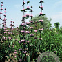Phlomis tuberosa 'Amazone' GM P9