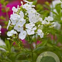 Phlox (P) 'Alba' GM P9