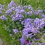 Phlox (P) 'Blue Star' GM P9