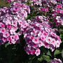 Phlox (P) 'John Fanick' GM P9