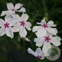 Phlox (S) 'Amazing Grace' GM P9