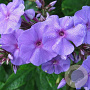 Phlox (P) 'Amethyst' GM P9