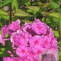 Phlox amplifolia 'Winnetou' GM P9