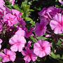 Phlox amplifolia 'Winnetou' GM P9