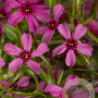 Phlox (S) 'Atropurpurea' GM P9