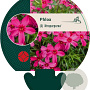 Phlox (S) 'Atropurpurea' GM P9
