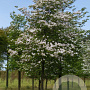 Cornus florida 25-30 HO draadkluit