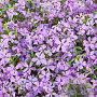 Phlox (S) 'Benita' GM P9
