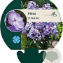 Phlox (P) 'Blue Boy' GM P9