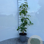 Cornus kousa chinensis 30-40 cm 2,0L
