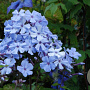 Phlox (P) 'Blue Evening' GM P9