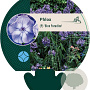 Phlox (P) 'Blue Paradise' GM P9