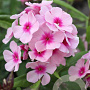 Phlox (P) 'Bright Eyes' GM P9