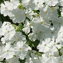 Phlox (S) 'Calvides White' GM P9