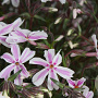 Phlox (S) Candy Stripes GM P9
