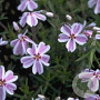 Phlox (S) Candy Stripes GM P9