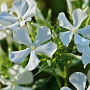Phlox (P) 'Casablanca' GM P9