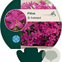 Phlox (D) 'Crackerjack' GM P9